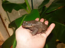 Ropucha obrovská (Rhinella marina)