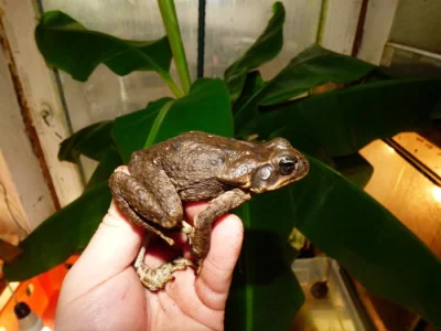 Ropucha obrovská (Rhinella marina)