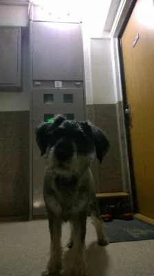 střední Knírač pepř a sůl  10 měsíční štěně.