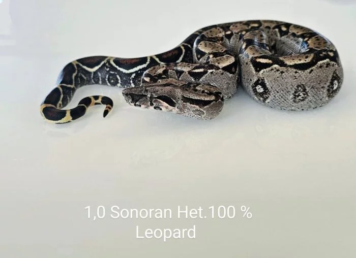 HROZNÝŠ KRÁLOVSKÝ