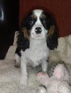 Kavalír king Charles Španěl, cavalier
