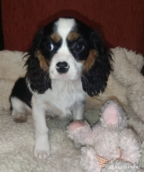 Kavalír king Charles Španěl, cavalier