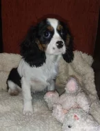 Kavalír king Charles Španěl, cavalier