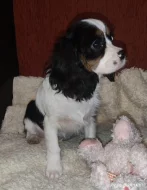 Kavalír king Charles Španěl, cavalier