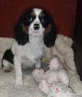 Kavalír king Charles Španěl, cavalier