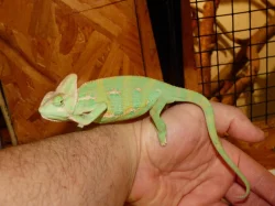 Chameleon jemenský (Chamaeleo calyptratus)