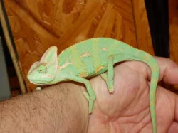 Chameleon jemenský (Chamaeleo calyptratus)