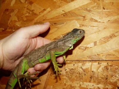 Leguán zelený (Iguana iguana)