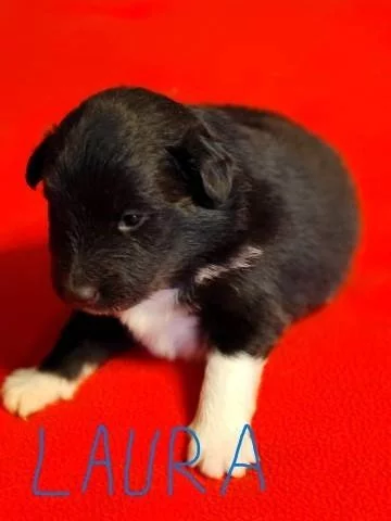 Šeltie - shetie fenky s PP