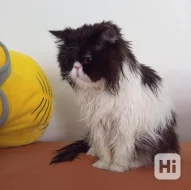 Perský kocour ke krytí