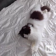 Perský kocour ke krytí