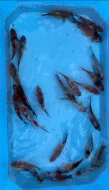 Okrasné Jezírkové ryby