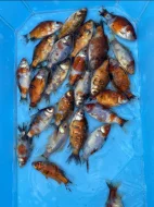 Okrasné Jezírkové ryby
