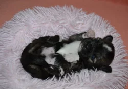 Čivava