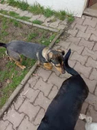 Roční fenka