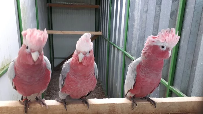 Kakadů růžový samec rok 22 a samec rok 23 s DNA.