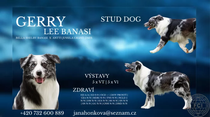 Border kolie Blue Merle Pes ke krytí