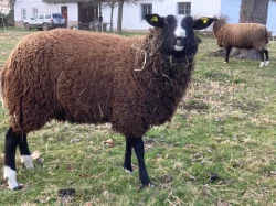 Prodám jehničky Zwartbles