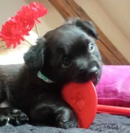 Pomeranian x Čivava