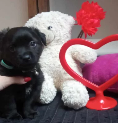 Pomeranian x Čivava
