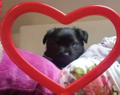 Pomeranian x Čivava