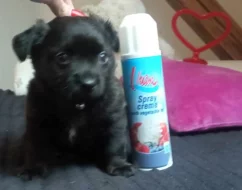 Pomeranian x Čivava
