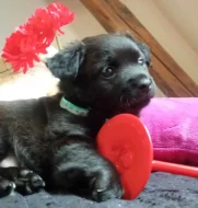 Pomeranian x Čivava