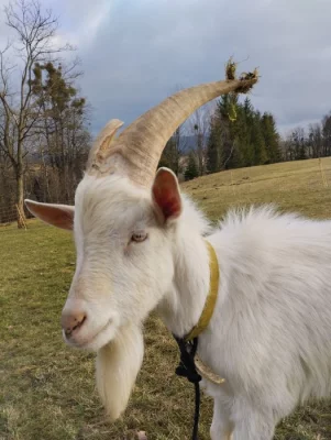Kozlík