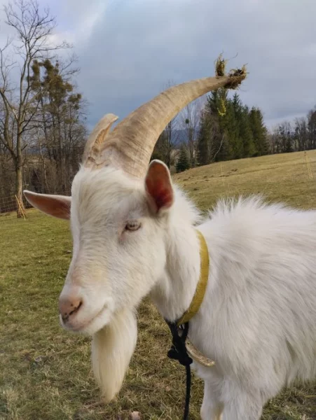 Kozlík