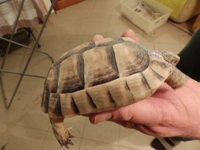 zelvy zelenave, zlutohnede, vroubene,