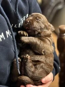 Labradorský retrívr - štěňátka