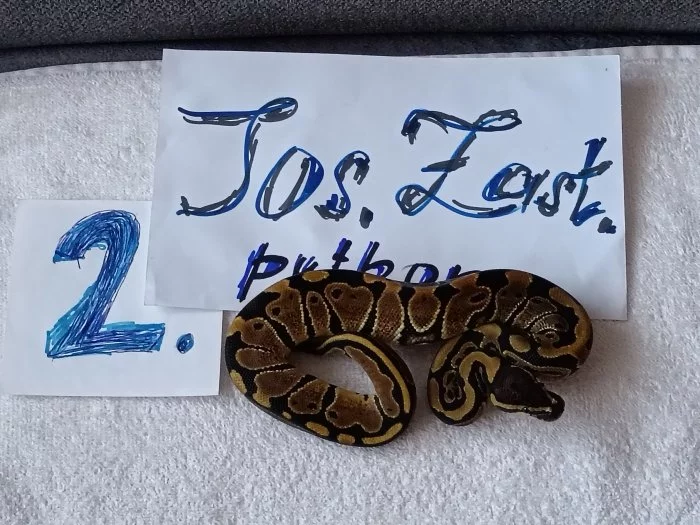 Python regius -krajta královská