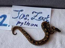 Python regius -krajta královská