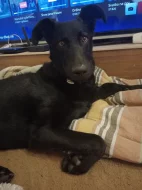 Prodám vlčáka míchaného s labradorem