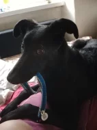 Prodám vlčáka míchaného s labradorem