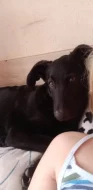 Prodám vlčáka míchaného s labradorem