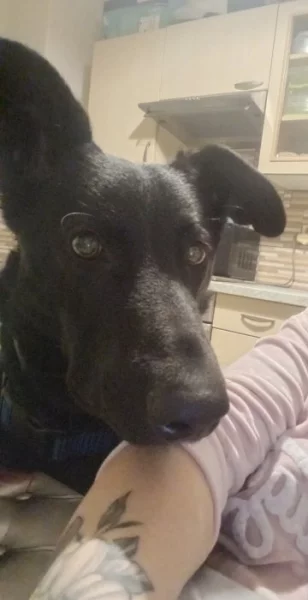 Prodám vlčáka míchaného s labradorem