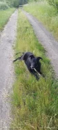 Prodám vlčáka míchaného s labradorem