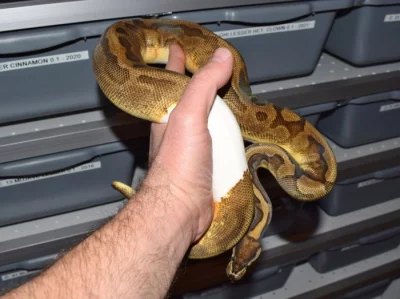Krajta královská - Enchi Piebald ♀ - Subadult NZ 2022