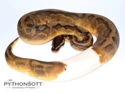 Krajta královská - Enchi Piebald ♀ - Subadult NZ 2022