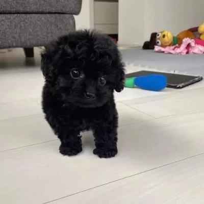 Štěňata pudla k adopci
