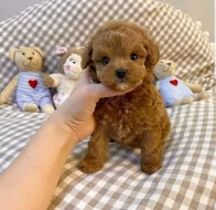 Štěňata pudla k adopci