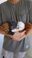 Štěňata Toy Pudl k adopci