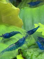 Krevetky modré (NeocaridinaDavidiBlueDream) NOVINKA-zasíláme