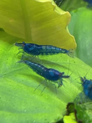 Krevetky modré (NeocaridinaDavidiBlueDream) NOVINKA-zasíláme