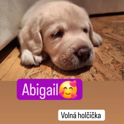 Labradorský retrívr s PP
