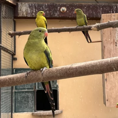 Prodám 4 samce papoušků horských 1 a 3 roky