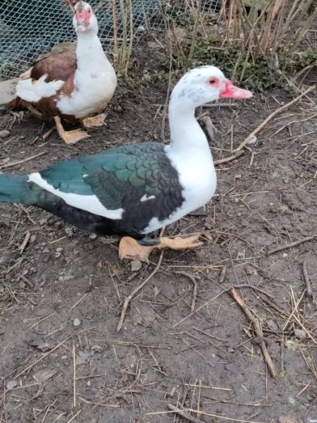 Nabízím na chov