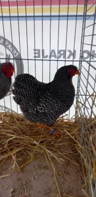 Násadová vejce Vyandotky zdrobnělé žihané