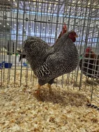 Násadová vejce Vyandotky zdrobnělé žihané